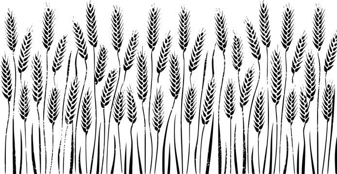 Black and white of wheat stalks in a field, textured grain agriculture harvest