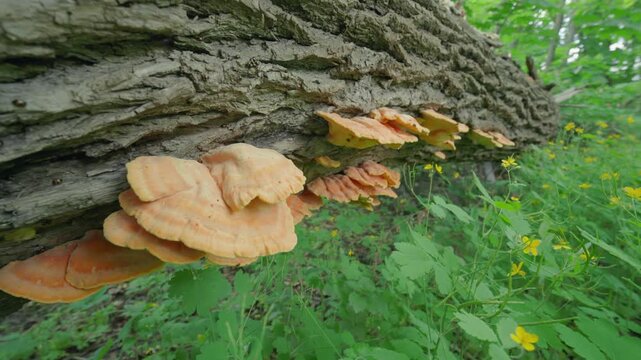 Slow Motion Forward Push Shot: Orange Bracket Fungi Growing on Fallen Oak Tree Trunk | Chicken of the Woods Mushrooms on Dead Wood in Forest | Wild Nature Macro Detail. Extreme wide angle view