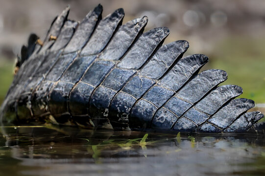 Tail of the Dragon American Alligator 