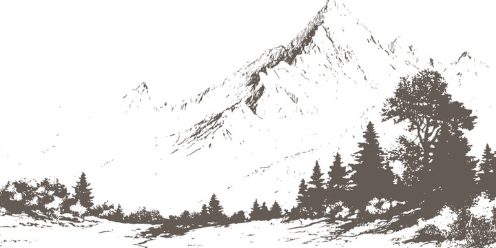 Hand drawn vintage mountain landscape with pine trees and valley sketch style vector illustration.