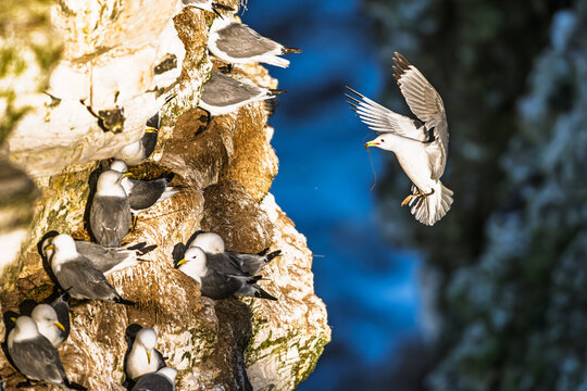 Black-legged Kittiwake, Rissa tridactyla, birds in flight over cliffs, Bempton Cliffs, North Yorkshire, England