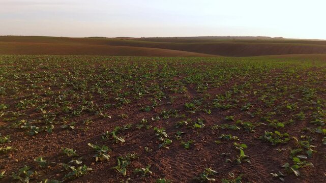 Scenic agricultural landscape with young canola sprouts growing in a vast rolling field at sunset in the countryside