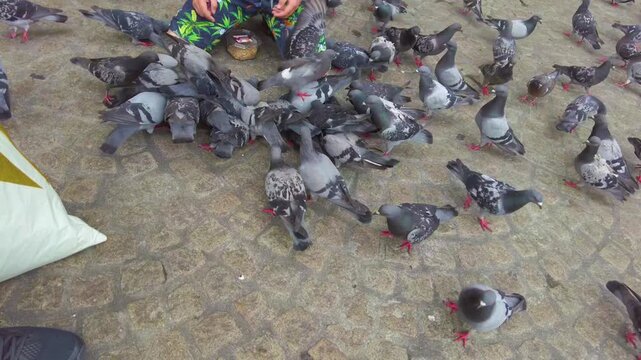 Close up if a pigeon feeding frenzy in Amsterdam on a cloudy summer day