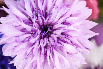 Obraz premium Close up of Bachelor's Button Flowers on Light Background