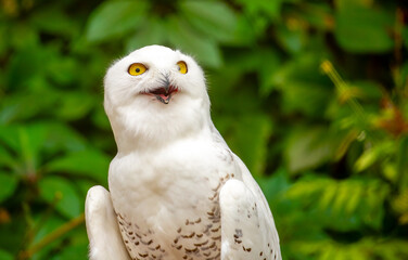 Obraz premium Snowy owl close-up. A beautiful snowy owl sits against a backdrop of green leaves. White owl on a green background.