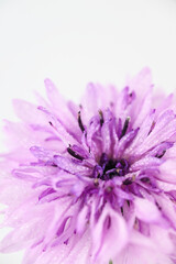 Obraz premium Close up of Bachelor's Button Flowers on Light Background