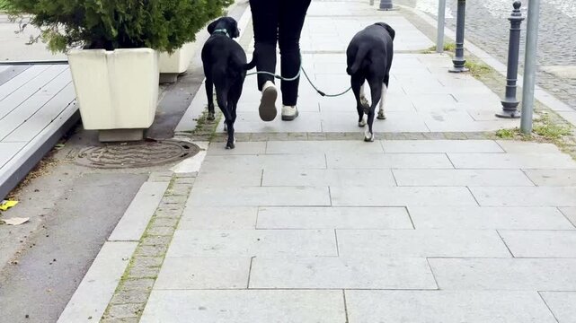 Rear view of person walking two large Great Dane dogs on urban sidewalk during daytime. Casual pet owner lifestyle scene with giant black dogs on leashes strolling through city street. Ideal for pet