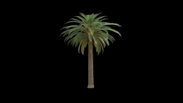 Phoenix canariensis palm tree swaying in wind realistic animation isolated on transparent background 4K