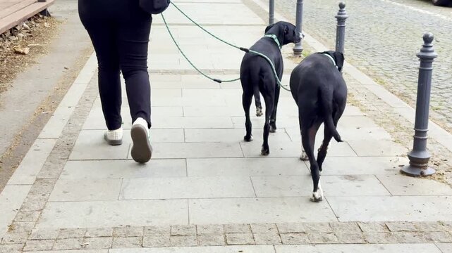 Rear view of person walking two large Great Dane dogs on urban sidewalk during daytime. Casual pet owner lifestyle scene with giant black dogs on leashes strolling through city street. Ideal for pet
