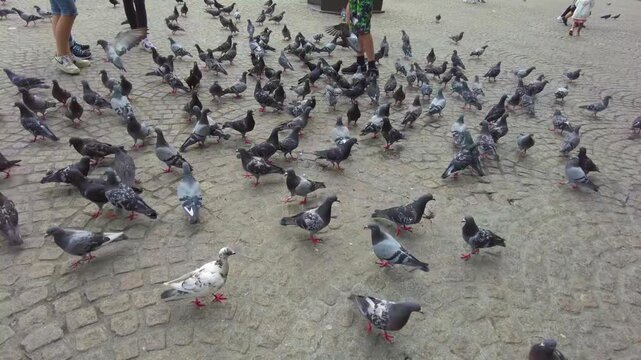 Close up if a pigeon feeding frenzy in Amsterdam on a cloudy summer day