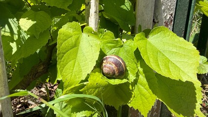 snail on a leaf © Наталья Красильников