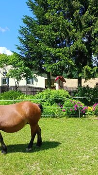 LUBLIN, POLAND - 6.18.2022: Brown horse grazing on green grass near residential house in sunny summer weather. Peaceful countryside scene with domestic farm animal in rural area, natural outdoor