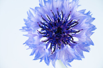 Obraz premium Close up of Blue and White Striped Bachelor's Button Flowers on Light Background