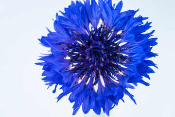 Obraz premium Close up of Bachelor's Button Flowers on Light Background