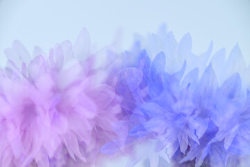 Fototapeta premium Close up of Bachelor's Button Flowers on Light Background