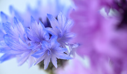 Obraz premium Close up of Blue and White Striped Bachelor's Button Flowers on Light Background