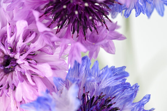 Close up of Bachelor's Button Flowers on Light Background