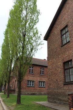 Oswiecim / Poland - April 27, 2019 - Street inside Auschwitz I, lined with poplar trees and brick buildings. Block's of the Auschwitz I German Nazi Concentration and Extermination Camp.