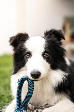 Border collie con soga