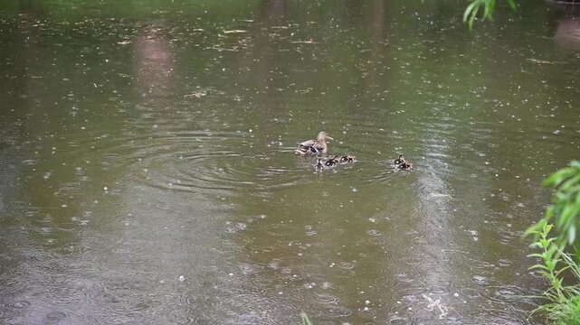 Mother Duck with Ducklings Swimming in Rain &mdash; Water Surface Splashing Wildlife