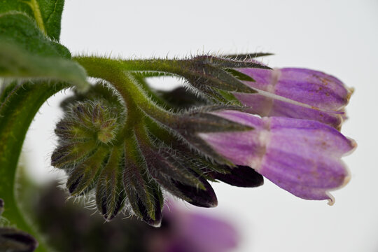 Close up of Comfrey Bocking 14 Flowers on White Background