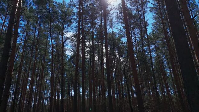 Dense pine forest filmed with moving camera between trees showing long shadows and clear blue sky through canopy