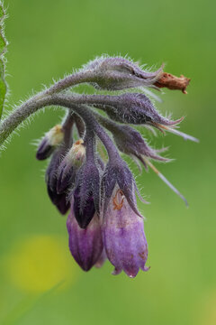 Closeup on a purple quaker comfrey wildflower,  Symphytum officinale, against a green background