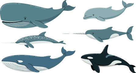 Marine Mammals Vector Illustration Set Featuring Blue Whale Orca Killer Whale Dolphin Narwhal and Humpback for Ocean Wildlife and Marine Biology Education Concepts © Sanjida Creative