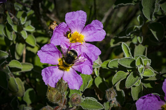 Bombo e insetto su fiori rosa selvatici