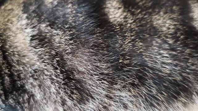A close-up shot shows the texture and colors of a cat's fur. The fur has a mix of shades and highlights that create interesting patterns. 