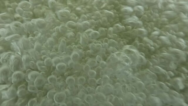 Macro underwater shot of bubbles forming and rising in aerated water captured in slow motion with natural light reflections.