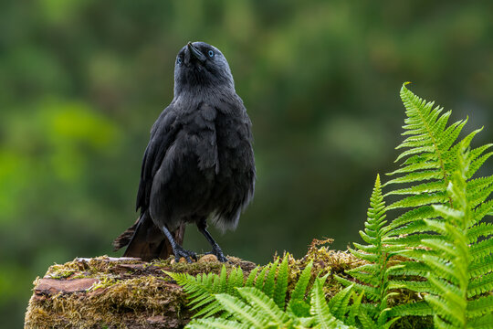Western jackdaw / European jackdaw (Coloeus monedula) perched on fallen tree trunk in forest in spring