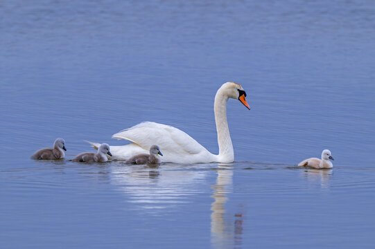 Mute swan (Cygnus olor) adult female swimming with four cygnets in lake in spring