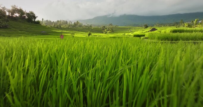 Low angle drone flight over lush green rice paddies, picturesque terraced fields, mountains, and a radiant sun shining through light clouds, illustrating agriculture and stunning nature of Bali, Ubud