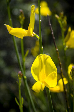 Fiore giallo di ginestra a primavera