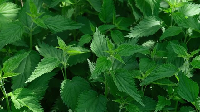 A dense patch of vibrant green stinging nettle plants growing in nature.