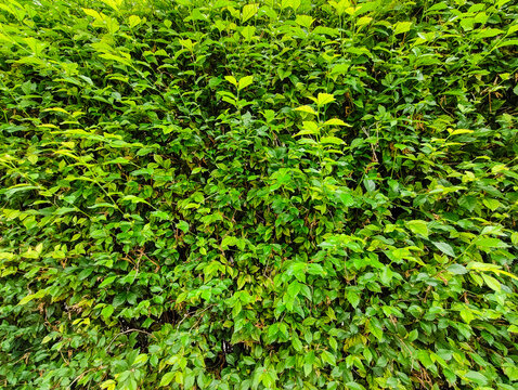 Dense green hedge with lush leaves and natural texture, perfect for background or environment design elements.
