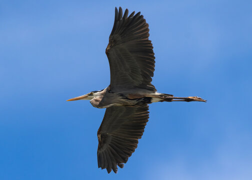 great blue heron in flight