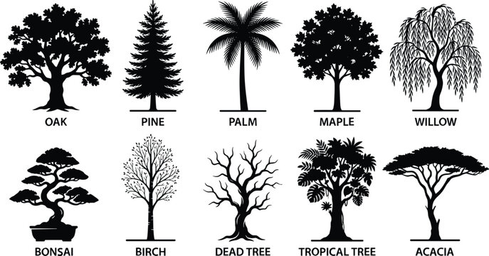 silhouette, tree, pine, palm, maple, birch, tropical, dead, forest, nature, foliage, plant, botanical, vector, design, tree silhouette, pine tree, palm tree, maple tree, birch tree, tropical tree, dea