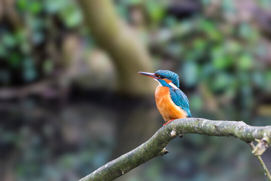 A female Kingfisher standing on a dead tree branch above a water way