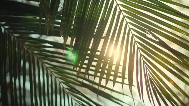 Bright golden sunlight shining through tropical palm leaves at a beach garden during a fresh summer morning. Beautiful lens flare and natural bokeh background for a peaceful, refreshing atmosphere.
