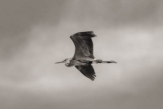 great blue heron in flight