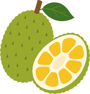 Minimalist Tropical Fruit Jackfruit Illustration