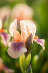 Fototapeta premium Close-up macro photography of flowers in bloom