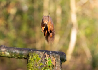 Irish Red Squirrel Jumping © Damian