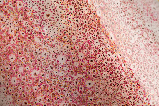 Close-up of fresh swordtip squid skin, detailed natural texture with glossy surface and vibrant seafood appearance