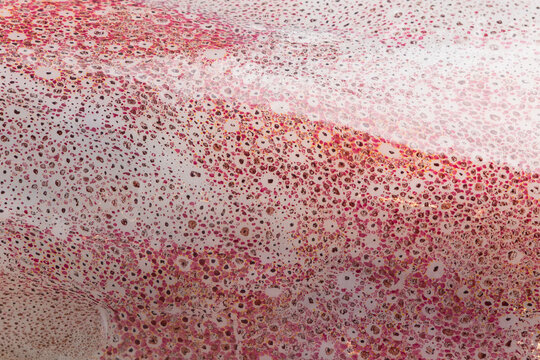 Close-up of fresh swordtip squid skin, detailed natural texture with glossy surface and vibrant seafood appearance
