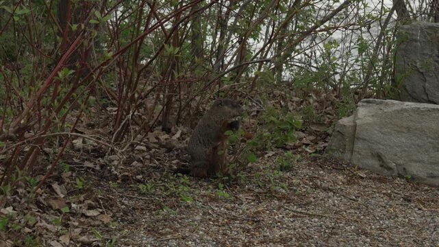Beaver Feeding on Leaves by Riverbank
