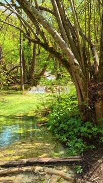 Sunlight filters through green leaves. Bigar Waterfall, Serbia. Vertical