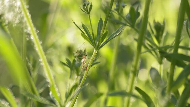 Crane Fly Perching on Delicate Plant in Soft Morning Light - 4K Macro Static Shot